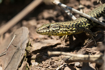 Mauereidechse (Podarcis muralis)