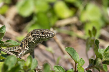 Mauereidechse (Podarcis muralis)