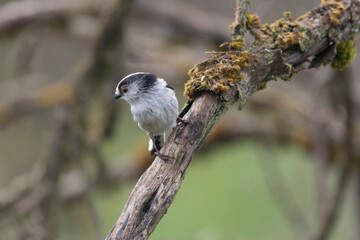 Schwanzmeise (Aegithalos caudatus)