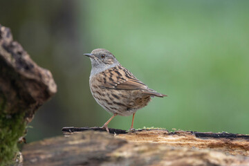 Heckenbraunelle (Prunella modularis)