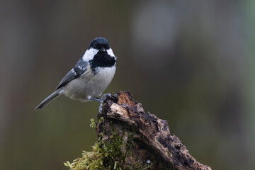 Tannenmeise (Periparus ater)