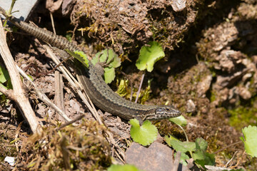 Mauereidechse (Podarcis muralis)