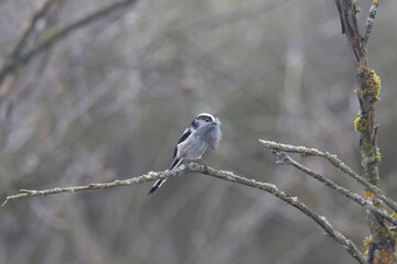 Schwanzmeise (Aegithalos caudatus)