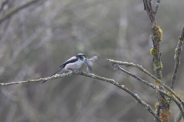 Schwanzmeise (Aegithalos caudatus)