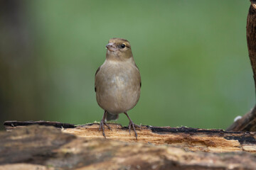 Buchfink (Fringilla coelebs)