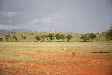 Fototapeta na wymiar Beautiful landscape in Africa, savanna taken on a safari. beautiful views of Kenya and its animal world. Panorama, sunrise, mountains, clouds and animals in Kenya