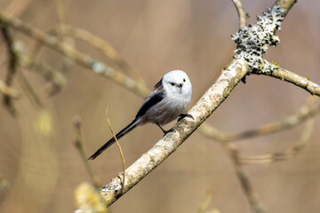 Schwanzmeise (Aegithalos caudatus)