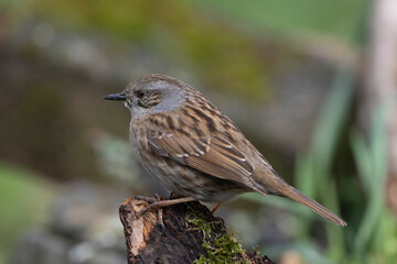 Heckenbraunelle (Prunella modularis)