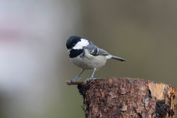Tannenmeise (Periparus ater)
