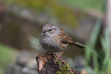 Heckenbraunelle (Prunella modularis)