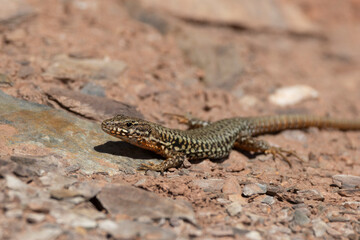 Mauereidechse (Podarcis muralis)
