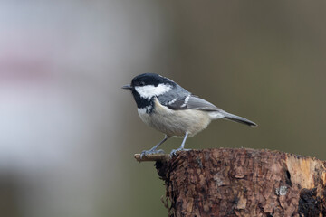 Tannenmeise (Periparus ater)