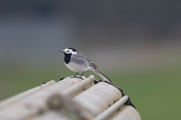 Bachstelze (Motacilla alba)