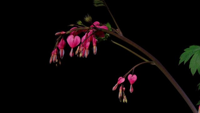 4K time Lapse footage of blooming pink Dicentra spectabilis flowers with green leaves isolated on black background, beautiful flower like bleeding heart, close up shot side view.