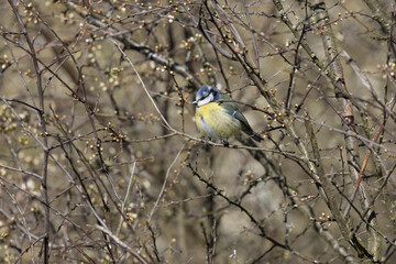Blaumeise (Cyanistes caeruleu)