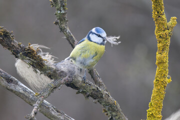 Blaumeise (Cyanistes caeruleu)