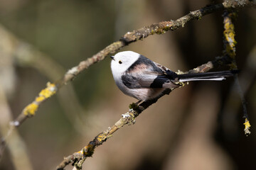 Schwanzmeise (Aegithalos caudatus)
