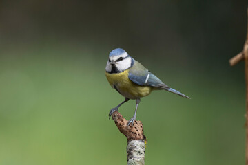 Blaumeise (Cyanistes caeruleu)