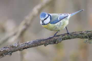 Blaumeise (Cyanistes caeruleu)