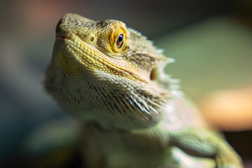 close up of a lizard