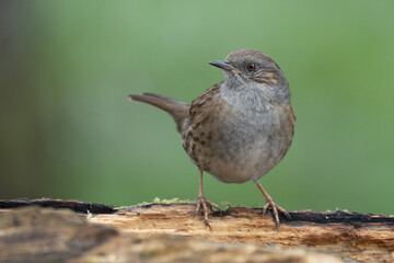 Heckenbraunelle (Prunella modularis)