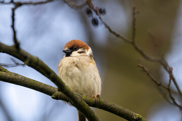 Feldsperling oder Feldspatz (Passer montanus)
