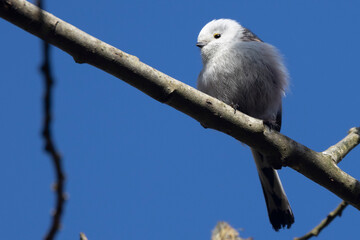 Schwanzmeise (Aegithalos caudatus)