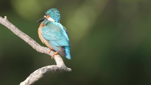 Close up of bird common Kingfisher (Alcedo atthis) standing on the branch, cleaning its body and looking around with blurry green natural background, 4k slow motion footage.