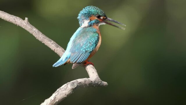 Close up of bird Kingfisher (Alcedo atthis) standing on the branch, scratching its head with its claws and looking around with blurry green nature background, 4k slow motion footage.