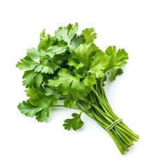 Bunch of fresh organic raw coriander ingredient for cooking with white background Generative AI Illustration
