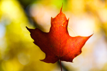red leaf against sun