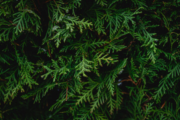 Naklejka na ściany i meble Green coniferous bush , thuja hedge texture close up.