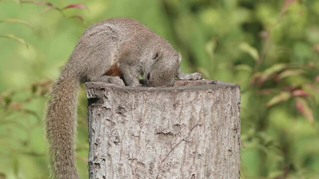 Cute red belly squirrel (Callosciurus erythraeus) eating nuts on tree trunk with natural forest background, 4k slow motion footage.