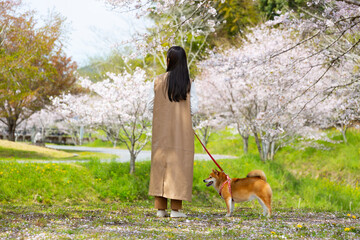 犬と桜を眺めるアジア人女性