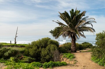 Fototapeta na wymiar Scenic view of lush green tropical plants on the sandy beach under blue cloudy sky