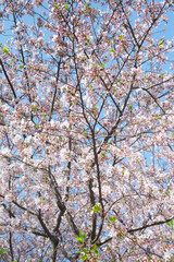 Fototapeta premium Spring in Shanghai - of course the main event are the cherry blossoms - there are multiple areas in the city where people can admire the dense blossoming trees