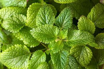 Peppermint. ( Melissa officinalis ) The aromatic leaves of a plant of the mint family, or an essential oil obtained from them, used as a flavoring in food.