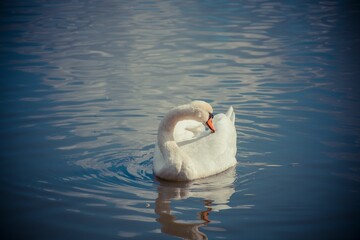 Closeup shot of a white swan looking back in the blue water, vignette image