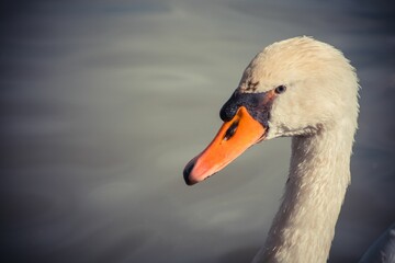 Closeup shot of the head of a white swan and its orange beak against the lake