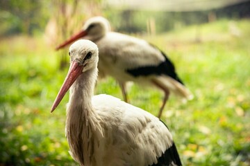 Closeup shot of two White storks with long beaks walking in the green grass