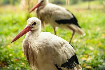 Closeup shot of White storks with red beaks walking in the green grass on a sunny day