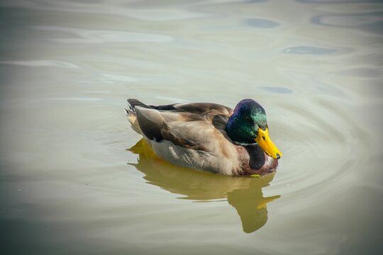 Closeup shot of a colorful mallard with a yellow beak swimming in a lake, vignette image