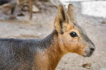 Close-up of the Patagonian mara (Dolichotis patagonum) walking on the soil land
