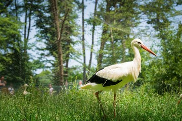 Stork on green grass in summer