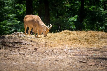 Goat looking for fodo in the forest on a sunny day