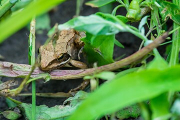 Closeup shot of the frog sitting between the leaves and twigs