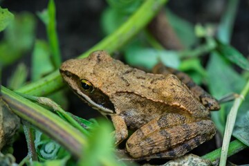 Closeup shot of the frog sitting between the leaves and twigs