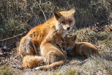 キタキツネの親子