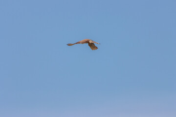 A beautiful animal portrait of a Hovering Kestrel in flight