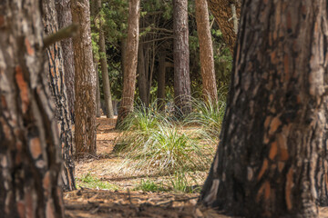 View of a pine forest pass. Nature concept